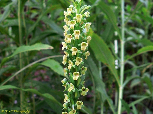 {Platanthera flava var. flava}